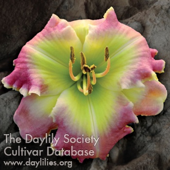 Daylily Crintonic I Love Lucy
